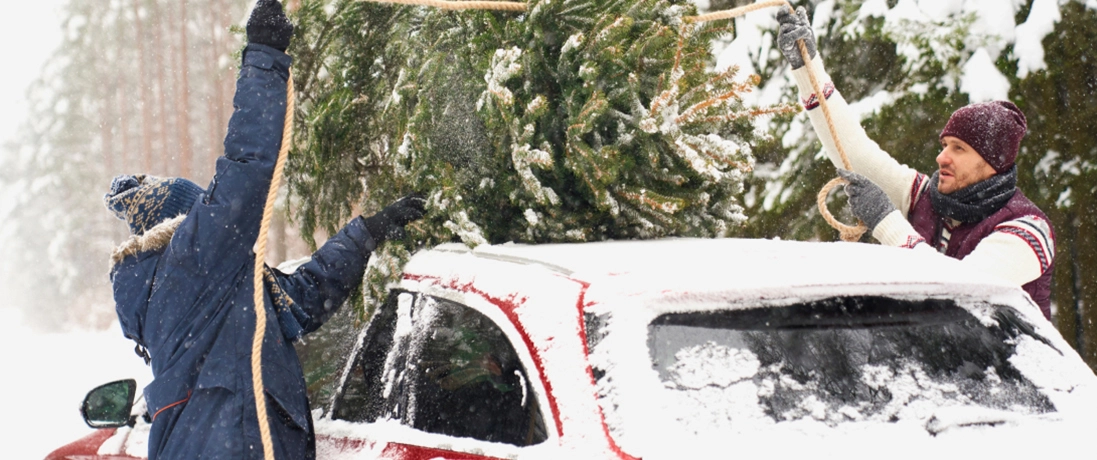 JET Oh-Oh-du-wacklige: Wie der Tannenbaumtransport sicher gelingt.
